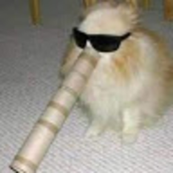 Meet your Posher, Lola - Picture 1 of 1